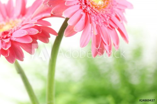 Fresh pink daisy