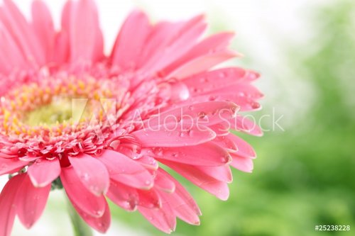 Fresh pink daisy - 901138084