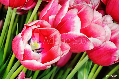 Fresh pink tulips - 901140043