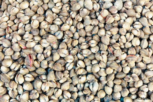 Fresh raw clams a market at Thailand, Asia