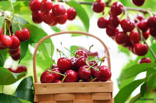 Fresh red cherries - 900162576
