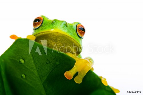 Frog peeking out from behind the leaf - 901139285