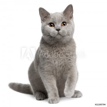 Front view of British shorthair cat, sitting - 900034976