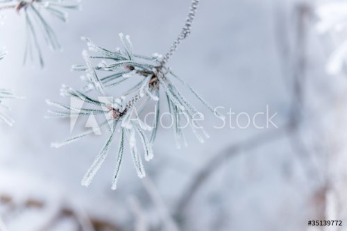 Frozen needles - 901138243