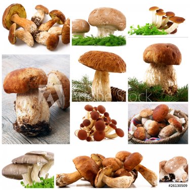 funghi collage
