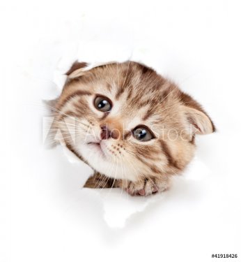 funny kitten looking out hole in  torn paper - 901154306