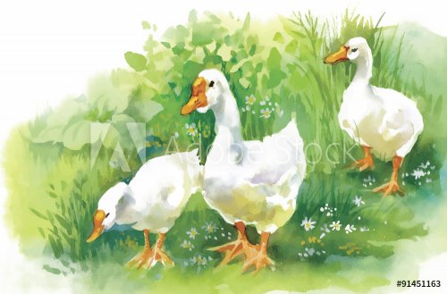 Geese flock swimming on pond watercolor vector illustration - 901145701