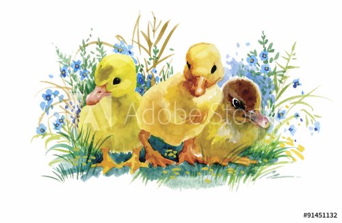 Geese flock swimming on pond watercolor vector illustration - 901145702