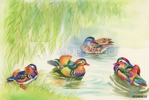 Geese flock swimming on pond watercolor vector illustration - 901145704