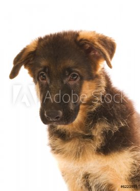German shepherd puppy isolated on white background - 901137995