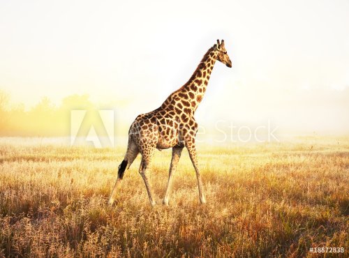 Giraffe - 900056998