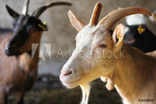 Goats on Farm - 900458487