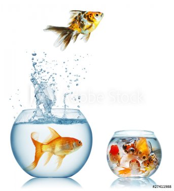 gold fish and piranha - 900636336