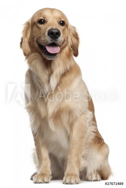 Golden Retriever, 1 and a half years old, sitting - 900057844