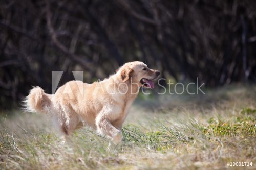 Golden retriever happily running in the grass