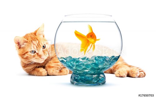 Goldfish and cat - 900147548