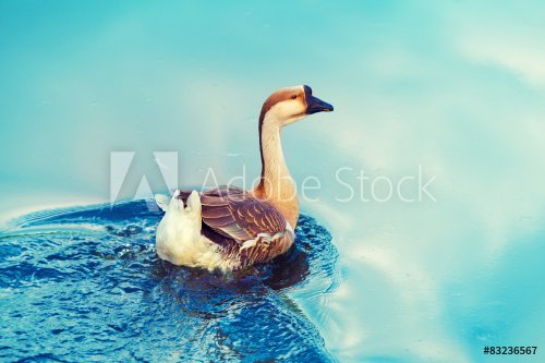 Goose swimming in a pond