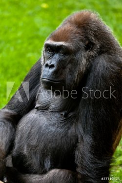 Gorilla of coast,  Gorilla gorilla - 900623437
