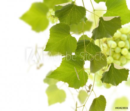 Grape Vine - 900590514