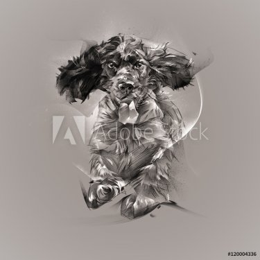 graphic portrait spaniel dog - 901153573