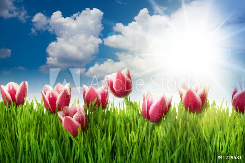 Grass and Pink Tulip's Flowers against blue sky and sun - 901137934