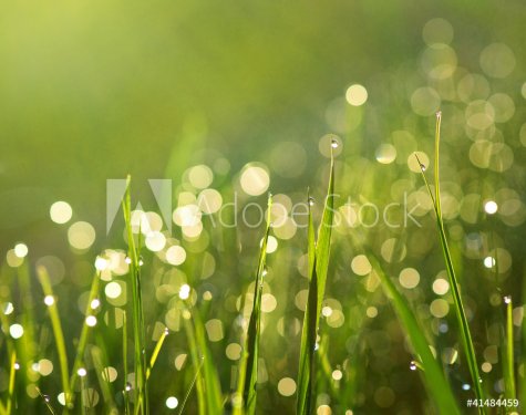 Grass with rain drops - 901138239