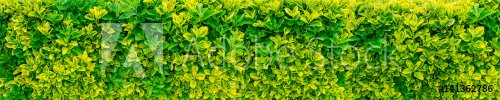 Green and yellow bush hedge