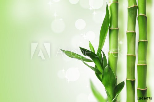 Green bamboo background - 901147394