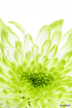 green chrysanthemums - 901145219