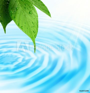 Green fresh leaf and water - 901144978