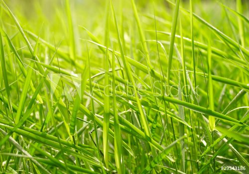 Green grass background - 900673700