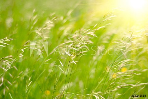 Green grass sunset - 900673772
