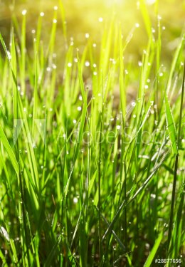 Green grass with waterdrops