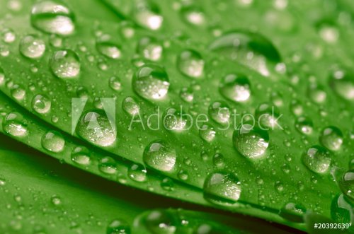 Green leaf with waterdrops.