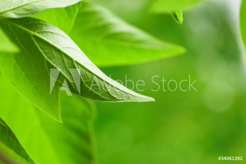 green leaves - 901139580