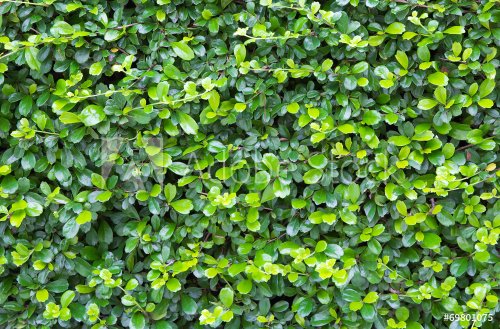 Green leaves wall background - 901145509