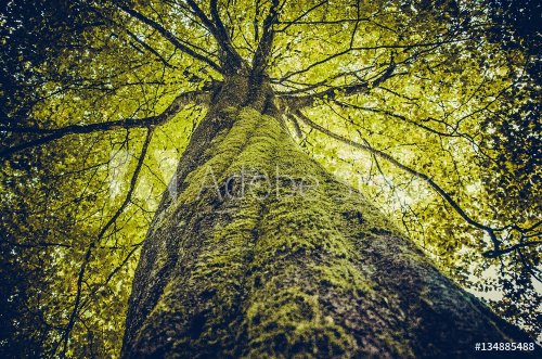 Green tree with branches and leaves - 901149591