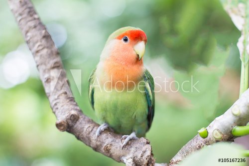 Green with orange faced lovebird standing on the tree in the gar - 901148285