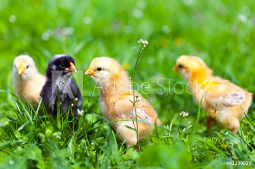 Group of baby chicks in grass