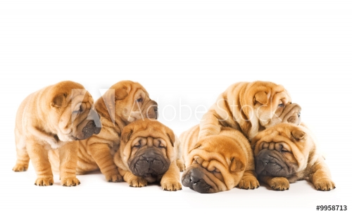 Group of beautiful sharpei puppies isolated on white background - 901137997