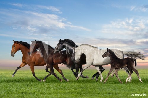 Group of five horses run gallop on gree grass against beautiful - 901144353