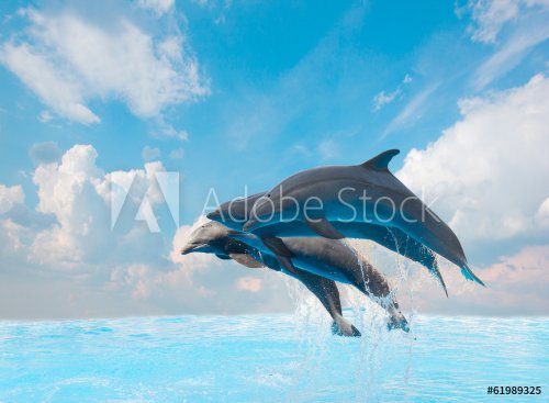 group of jumping dolphins - 901144572