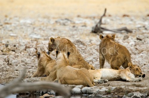 group of lions