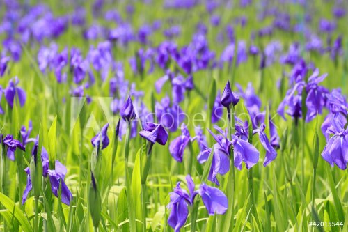 Group of purple irises in spring sunny day. Selective focus. - 900441729