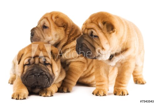 Group of three beautiful sharpei puppies  - 901137991