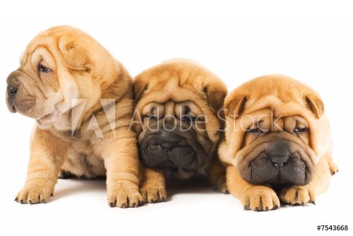 Group of three beautiful sharpei puppies  - 901138000