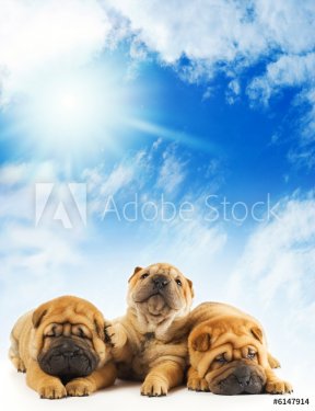 Group of three beautiful sharpei puppies