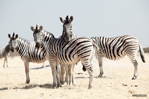 group of zebra - 900145417