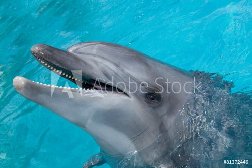 Happy Dolphin Smiling in the Blue Water