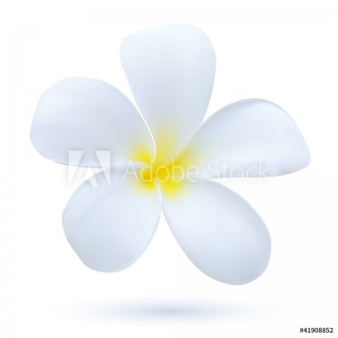 Hawaii flower Frangipani, white tropical Plumeria